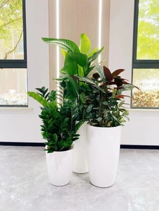 宁波鄞州绿化修剪全解析，带你走进绿色世界！